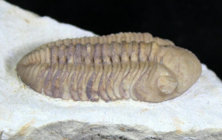 Caremel Colored Kainops Trilobite - Oklahoma #23105